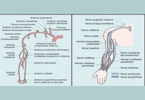 Lee más sobre el artículo Doppler Arterial y Venoso de Miembros Superiores